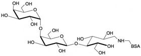 GB3链接牛血清白蛋白 Globotriaose linked to BSA/ Gb3-BSA / Pk antigen linked to BSA GB3链接牛血清白蛋白 Globotriaose linked to BSA/ Gb3-BSA / Pk antigen linked to BSA