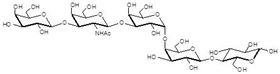 阶段特异性胚胎抗原3a Globopentaose (Gb5) / Stage Specific Embryonic Antigen 3a / SSEA-3a 阶段特异性胚胎抗原3a Globopentaose (Gb5) / Stage Specific Embryonic Antigen 3a / SSEA-3a