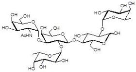 岩藻糖A抗原5型 Fucosylated A antigen type 5