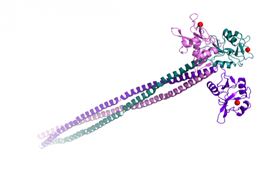 胰岛蛋白 ECD (胞外结构域) , Langerin ECD (extra-cellular domain) 胰岛蛋白 ECD (胞外结构域) , Langerin ECD (extra-cellular domain)