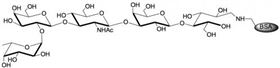 H血型抗原五糖1型-BSA , Blood group H antigen pentaose type 1 linked to BSA/ Lacto-N-fucopentaose I linked to BSA/ LNFP I - BSA H血型抗原五糖1型-BSA , Blood group H antigen pentaose type 1 linked to BSA/ Lacto-N-fucopentaose I linked to BSA/ LNFP I - BSA