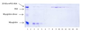 抗-聚乙二醇琼脂糖亲和纯化20kDa的mPEG-BSA考马斯蓝染色SDS-PAGE电泳 抗-聚乙二醇琼脂糖亲和纯化20kDa的mPEG-BSA考马斯蓝染色SDS-PAGE电泳
