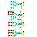 Endoglycosidases 内切糖苷酶