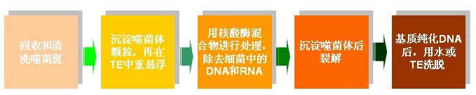 Lambda Quick!®λ噬菌体DNA提取纯化试剂盒简单操作步骤