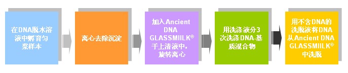 GENECLEAN® for Ancient DNA Kit简单操作步骤