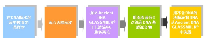 GENECLEAN® for Ancient DNA Kit简单操作步骤