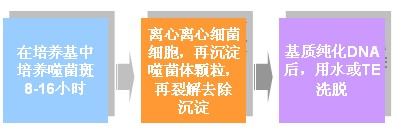 ssPHAGE®单链噬菌体DNA提取纯化试剂盒简单操作步骤