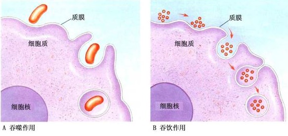 小分子量硫酸葡聚糖