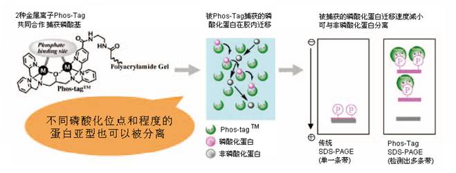 分析磷酸化蛋白的新方法 - WAKO<font color='red'> 磷酸化蛋白电泳试剂</font>Phos-tag 系列