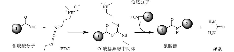 1-(3-Dimethylaminopropyl)-3-ethylcarbodiimide hydrochloride,1-乙基-(3-二甲基氨基丙基)碳化二亞胺鹽酸鹽 ,25952-53-8|1-乙基-(3-二甲基氨基丙基)碳化二亞胺鹽酸鹽|抗生素|西寶生物科技(上海)股份有限公司-咨詢電話:400-021-8158 1-(3-Dimethylaminopropyl)-3-ethylcarbodiimide hydrochloride,1-乙基-(3-二甲基氨基丙基)碳化二亞胺鹽酸鹽 ,25952-53-8|1-乙基-(3-二甲基氨基丙基)碳化二亞胺鹽酸鹽|抗生素|西寶生物科技(上海)股份有限公司-咨詢電話:400-021-8158