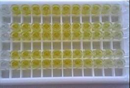 荧光定量PCR |多肽合成|蛋白表达|多克隆抗体|全基因合成|免疫印迹|西宝生物-热线4000218158