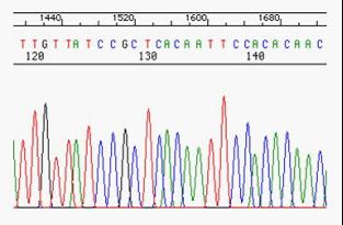荧光定量PCR |多肽合成|蛋白表达|多克隆抗体|全基因合成|免疫印迹|西宝生物-热线4000218158