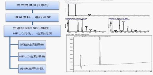 多肽合成