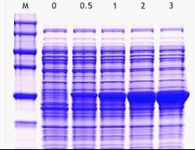 荧光定量PCR |多肽合成|蛋白表达|多克隆抗体|全基因合成|免疫印迹|西宝生物-热线4000218158