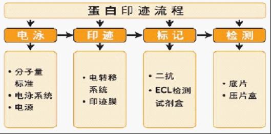 荧光定量PCR |多肽合成|蛋白表达|多克隆抗体|全基因合成|免疫印迹|西宝生物-热线4000218158