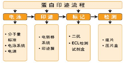 Western Blot|蛋白免疫印迹|西宝生物-专业技术服务商-热线：4000218158