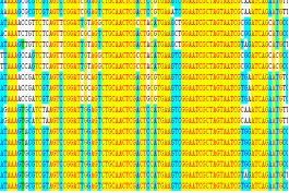 荧光定量PCR |多肽合成|蛋白表达|多克隆抗体|全基因合成|免疫印迹|西宝生物-热线4000218158