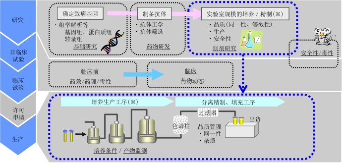 生物药品的研发流程