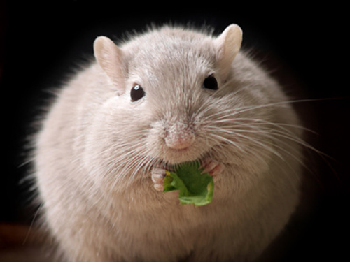 小鼠研究揭秘肥胖为何会引起<font color='red'>结肠癌</font>