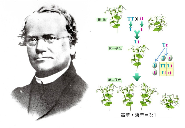 现代遗传学之父孟德尔 现代遗传学之父孟德尔