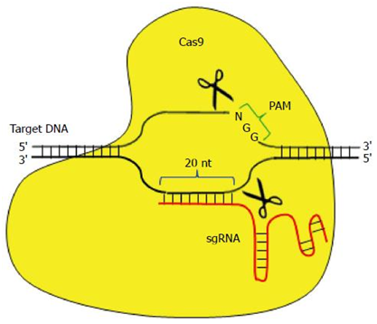 利用CRISPR/Cas9让HBV cccDNA功能性灭活