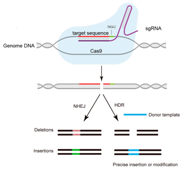 利用CRISPR/Cas9系统破坏HBV S基因和X基因保守性序列 利用CRISPR/Cas9系统破坏HBV S基因和X基因保守性序列