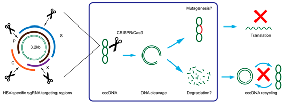 利用CRISPR/Cas9系统高效抑制HBV复制