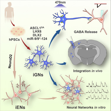 Cell Rep：一步法让干细胞变成神经元
