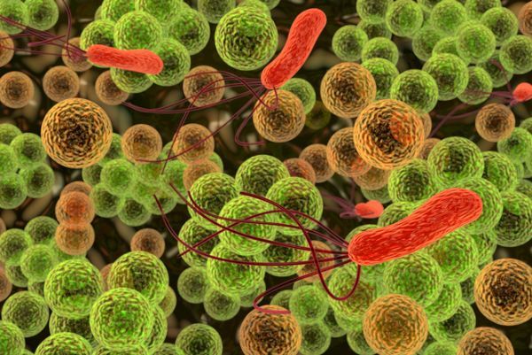 肠道菌群或可影响HIV患者机体的免疫恢复功能