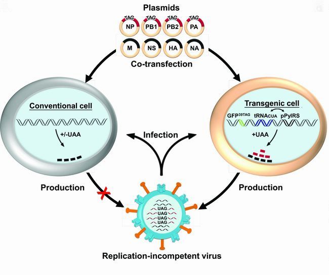 人工控制病毒复制从而将病毒直接转化为疫苗