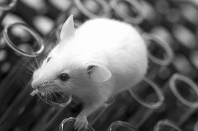 CRISPR-Cas9系统构建心脏衰竭小鼠模型