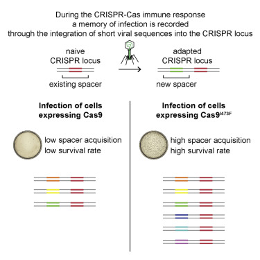 细菌如何利用CRISPR系统产生“记忆力”