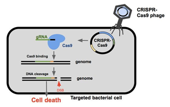CRISPR基因组编辑系统产生定制的肠道细菌