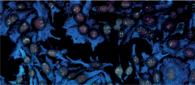 采用Brilliant Violet 421及Brilliant Violet 480双标记免疫荧光染色Hep-2细胞 采用Brilliant Violet 421及Brilliant Violet 480双标记免疫荧光染色Hep-2细胞