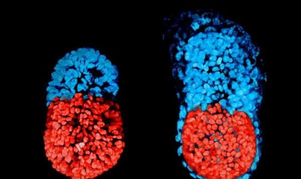 Science：重磅！科学家利用干细胞首次开发出“人工<font color='red'>小鼠</font>胚胎”