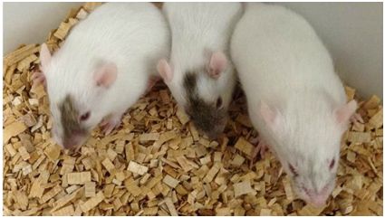 Science子刊：源自雌性奄美刺鼠的诱导性多能干细胞能够分化为精细胞或卵母细胞