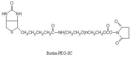 生物素-<font color='red'>PEG</font>-琥珀酰亚胺碳酸酯 Biotin-<font color='red'>PEG</font>-SC
