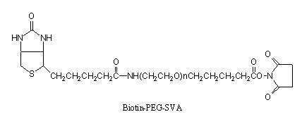 生物素-PEG-琥珀酰亚胺戊酸酯 Biotin-PEG-SVA