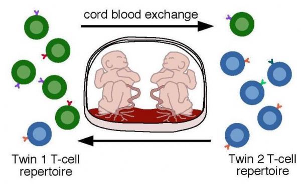 PLoS Comput Biol：出生之前所产生的免疫细胞克隆或会在机体中持续存在几十年