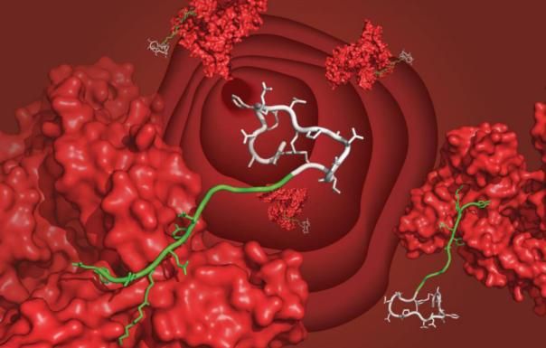 新方法显著延长多肽药物在<font color='red'>体内</font>的半衰期