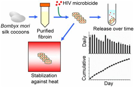 蚕丝蛋白能够让蛋白稳定化