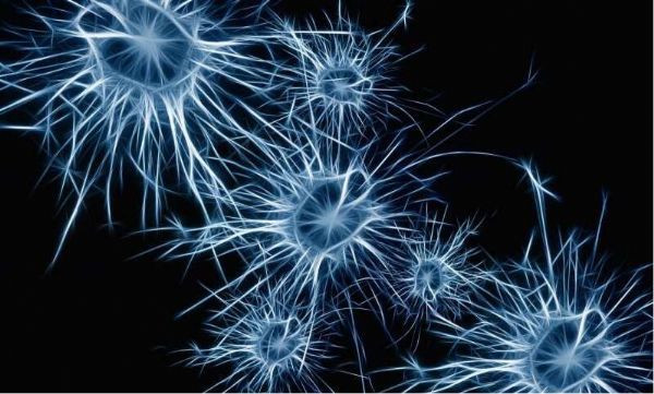 能控制大脑“生物钟”的特殊神经元