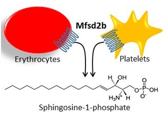 Nature：重大突破！揭示<font color='red'>血细胞</font>释放化学信号S1P机制