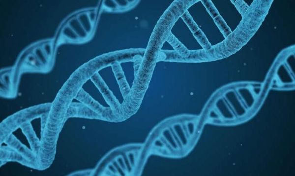 Genes & Devel：科学家发现特殊蛋白在基因调节过程中所扮演的关键角色