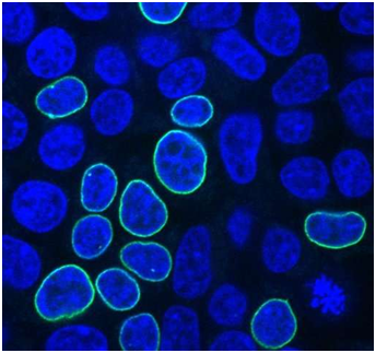 PNAS：重大进展！制定出利用<font color='red'>CRISPR/Cas9</font>高效编辑基因组规则