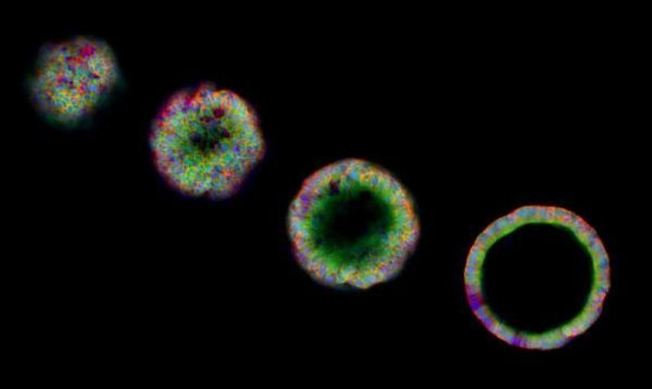 Stem Cell Rep：科学家利用干扰重编程技术成功将成体细胞转化成为祖细胞样细胞