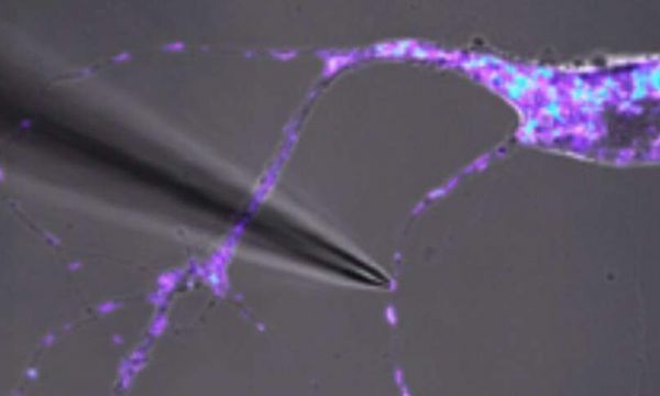 Cell Rep：突破！科学家阐明单个线粒体的首个<font color='red'>DNA</font>序列