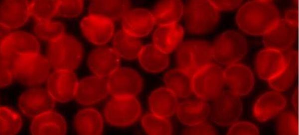Nat Commun：突破！科学家阐明人类机体红<font color='red'>细胞</font>生物钟发生的机制