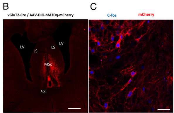 PNAS：如何让<font color='red'>小鼠</font>吃的更少？