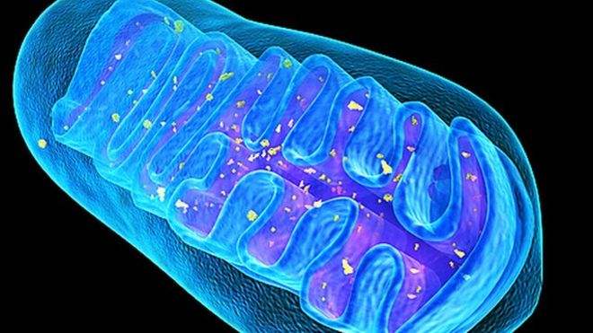 Nucleic Acids Research：研究发现线粒体翻译质量控制对于胚胎发育的重要性